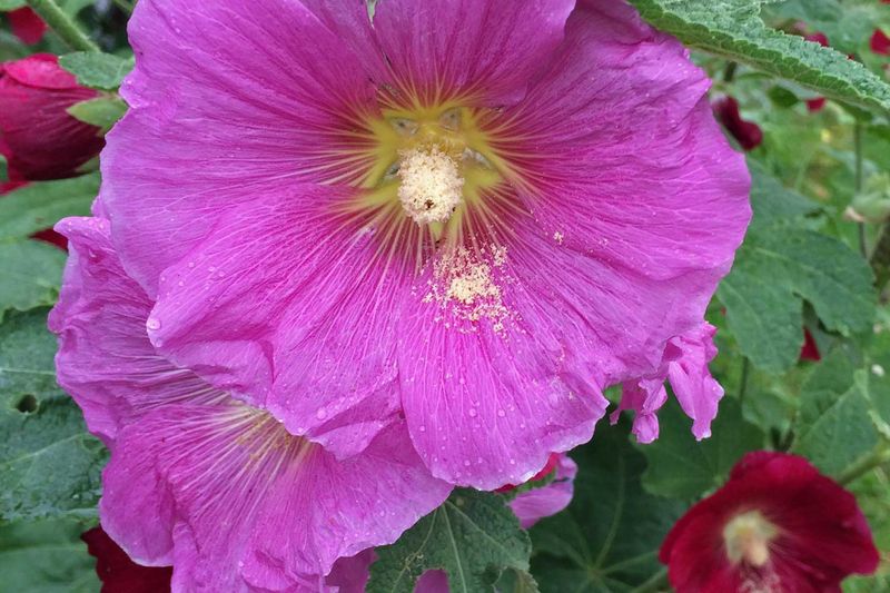 Hollyhocks