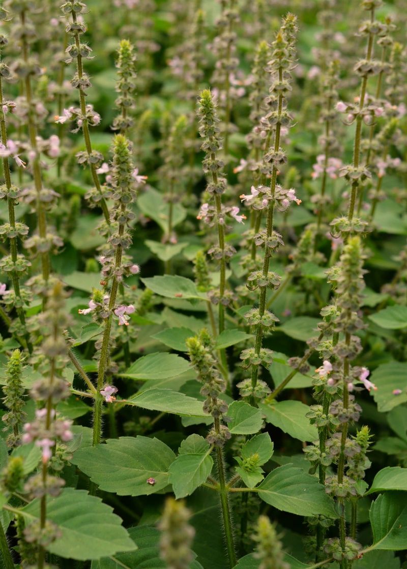 Holy Basil (Tulsi)