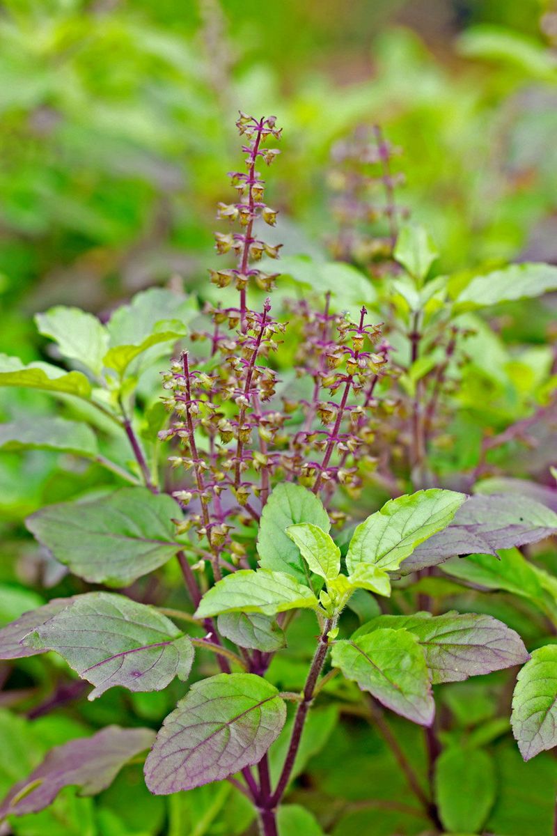 Holy Basil