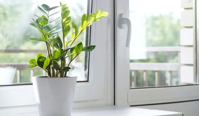 Home Office: ZZ Plant and Jade Plant