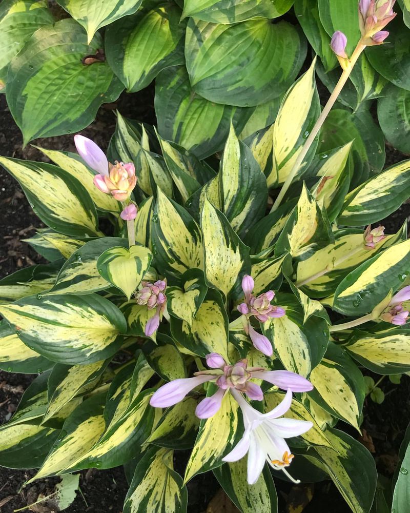 Hosta