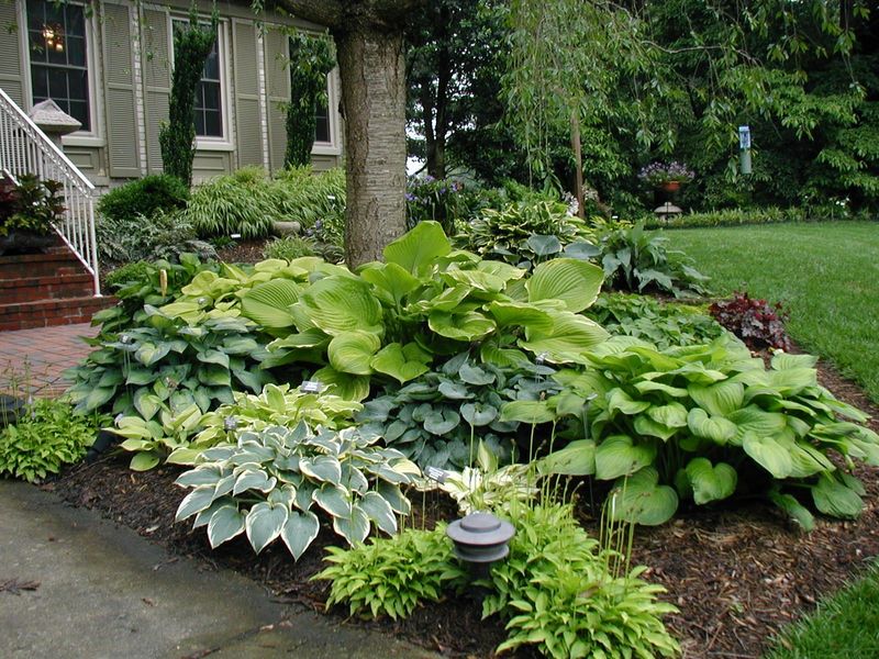 Hostas