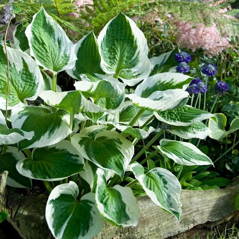 Hostas