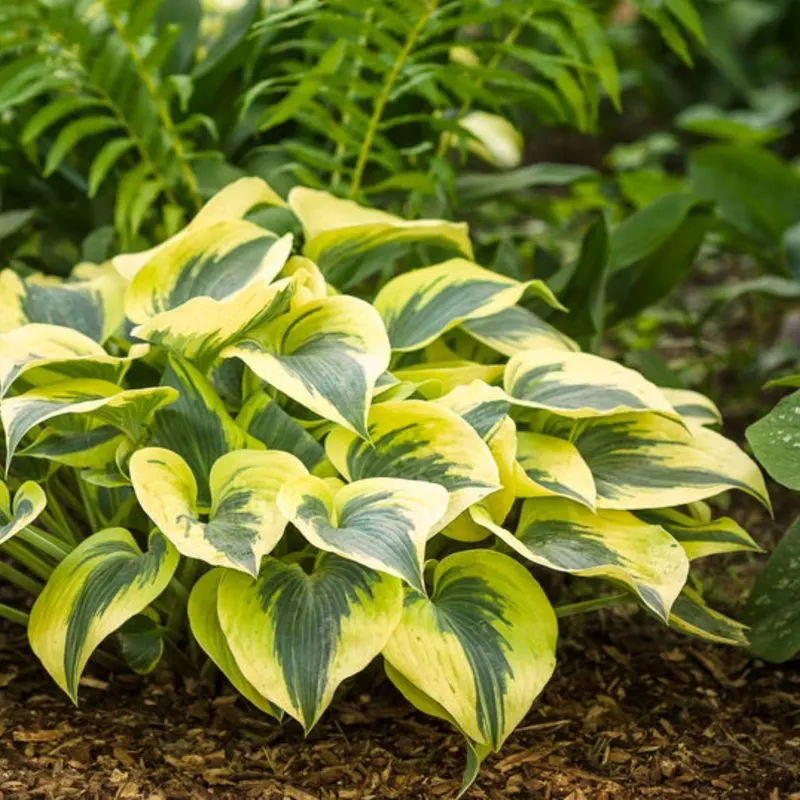 Hostas