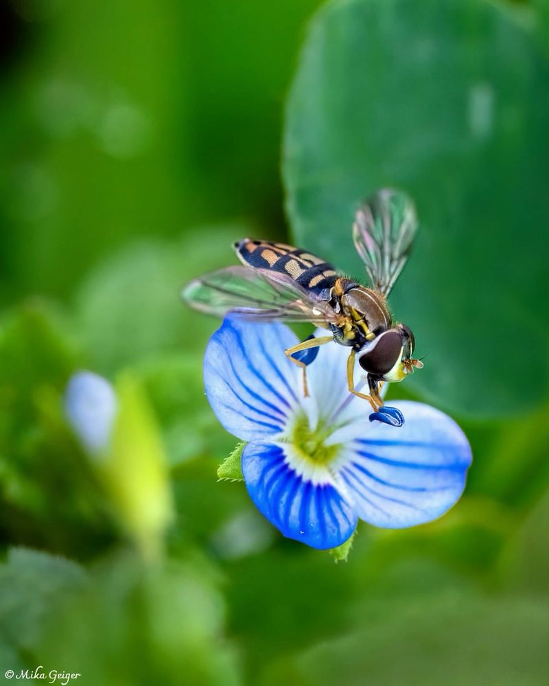 Hoverflies