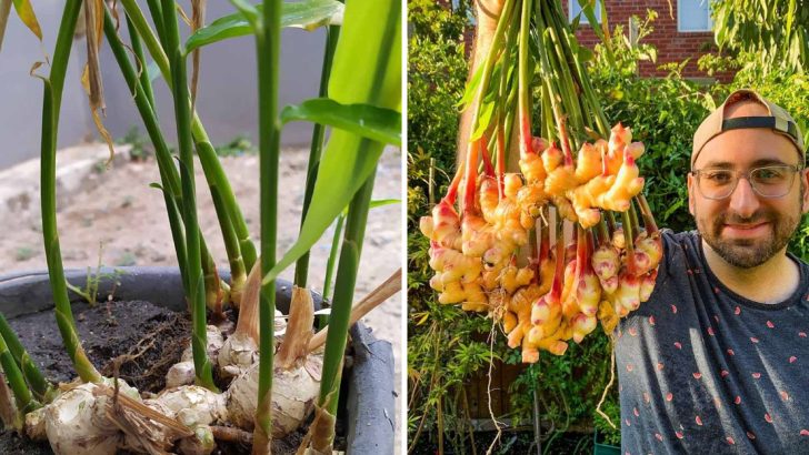 How to Grow Ginger in Containers And Get a Huge Harvest