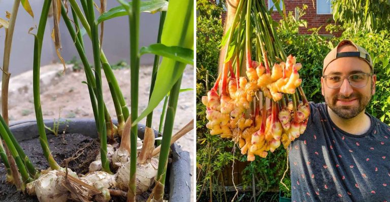 How to Grow Ginger in Containers And Get a Huge Harvest