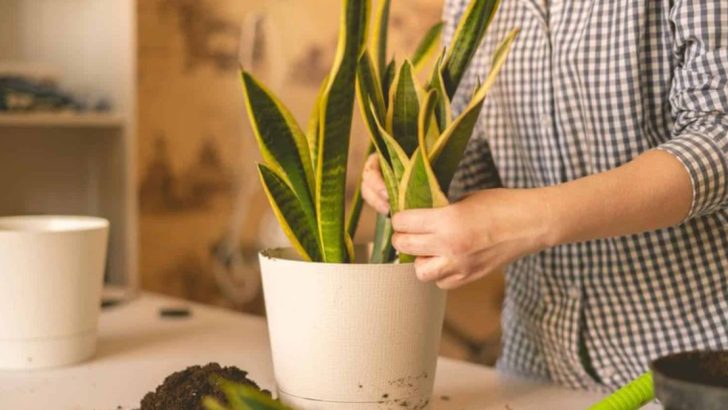 How to Keep Your Snake Plant Thriving with These 9 Simple Tips