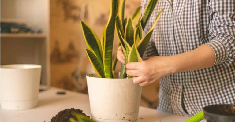 How to Keep Your Snake Plant Thriving with These 9 Simple Tips