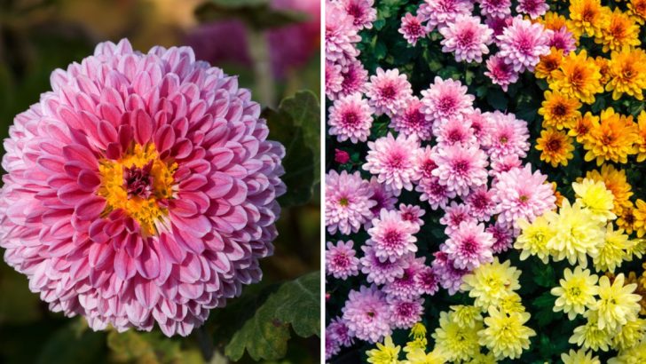 How to Overwinter Chrysanthemums for Next Year’s Blooms