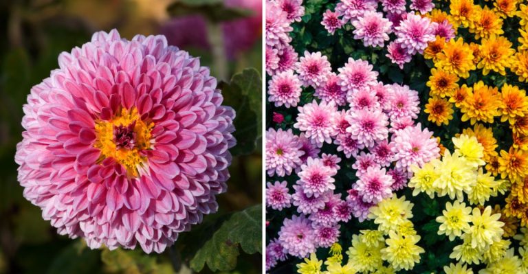 How to Overwinter Chrysanthemums for Next Year’s Blooms