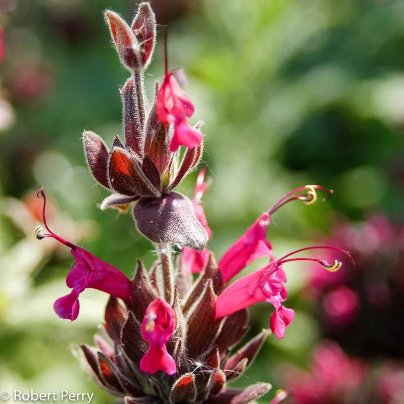 Hummingbird Sage (Salvia spathacea)