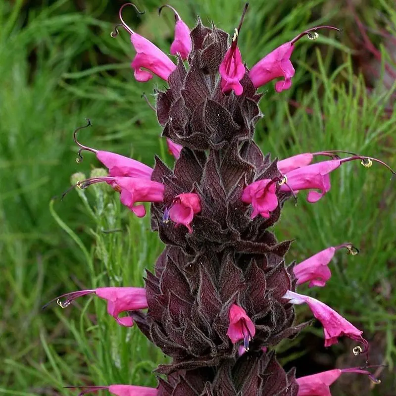 Hummingbird Sage