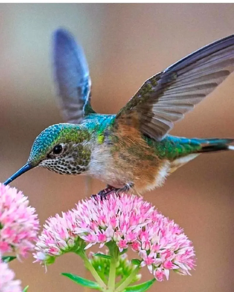 Hummingbird