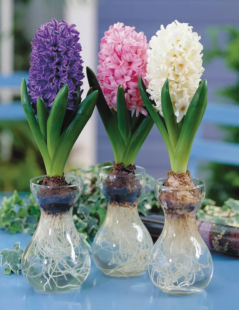 Hyacinth