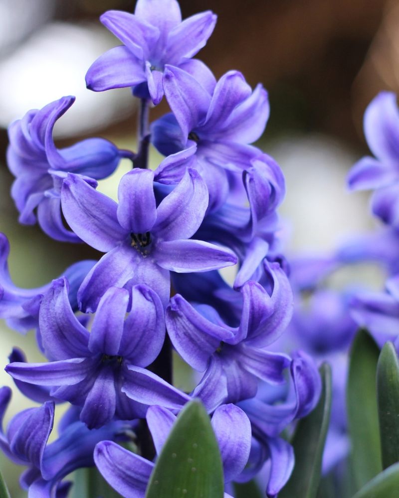 Hyacinths