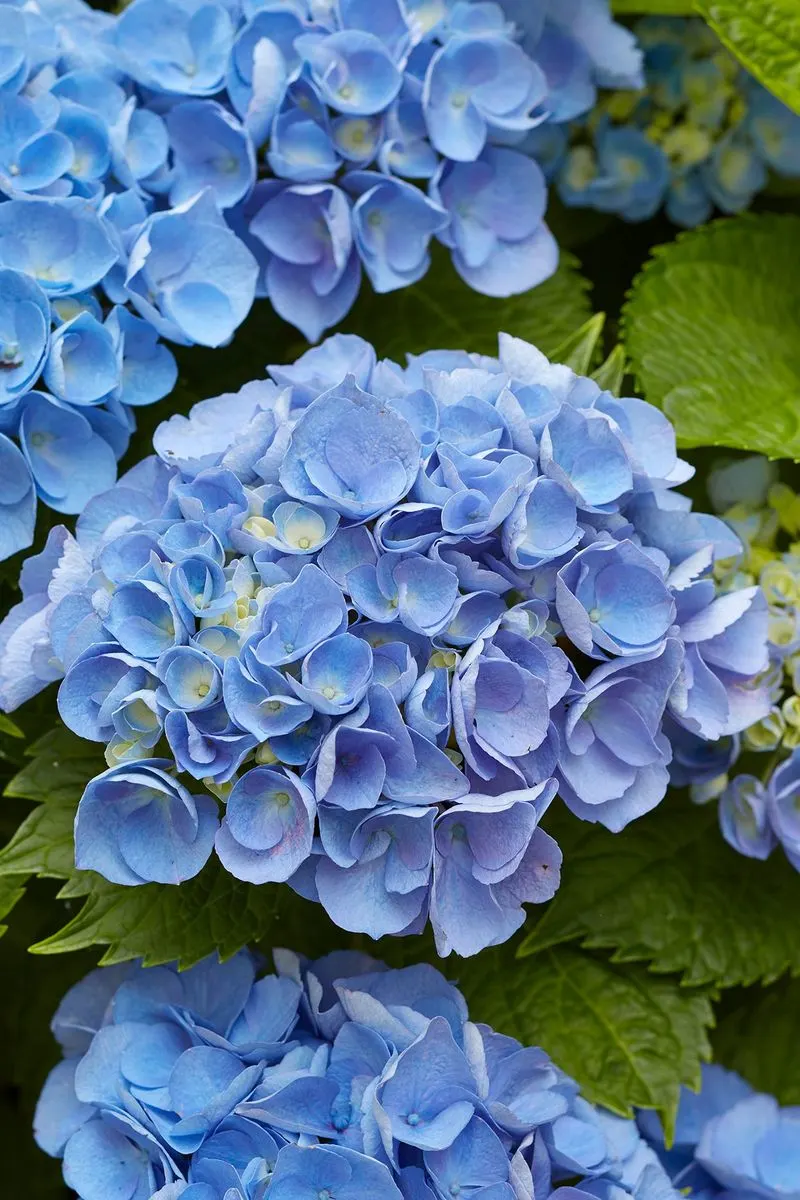 Hydrangea