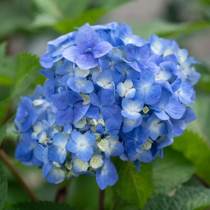 Hydrangea