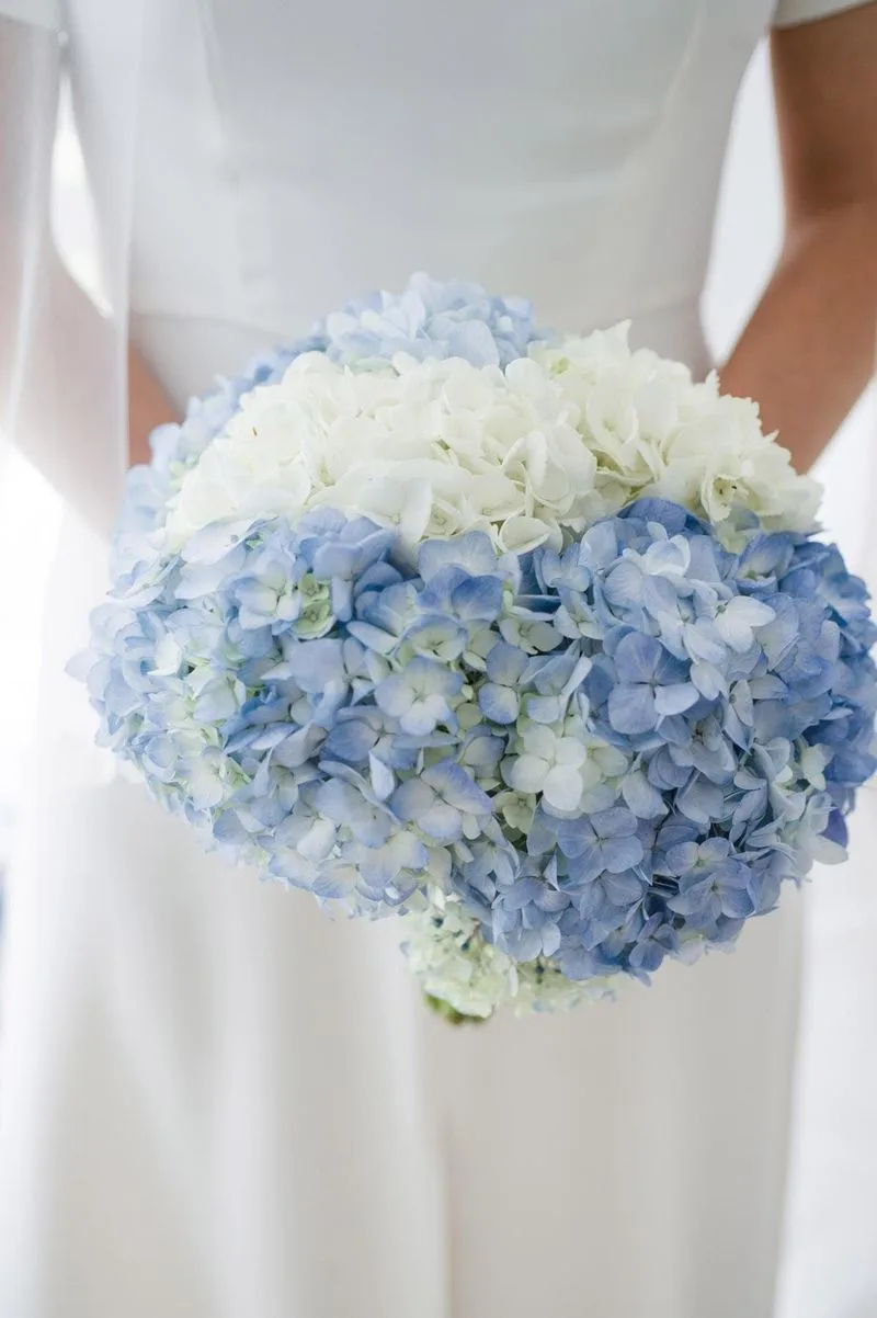 Hydrangea