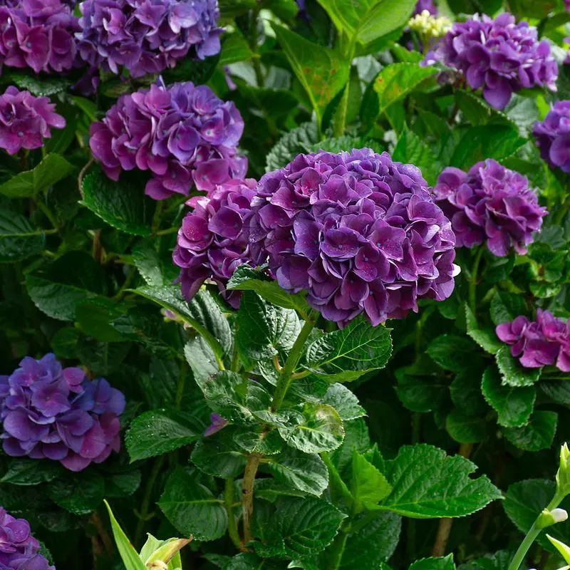 Hydrangea (Purple Varieties)