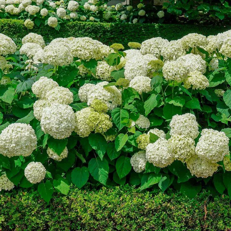 Hydrangea and Fern