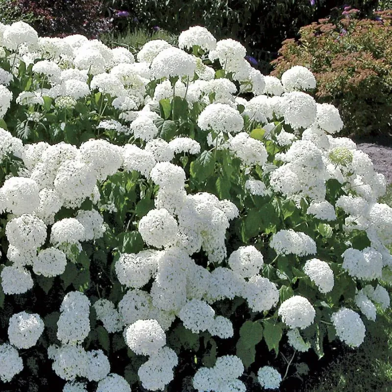 Hydrangea 'Annabelle'