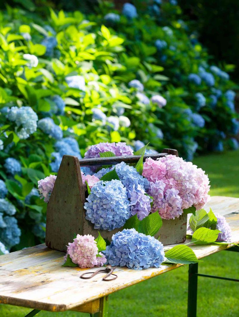 Hydrangeas