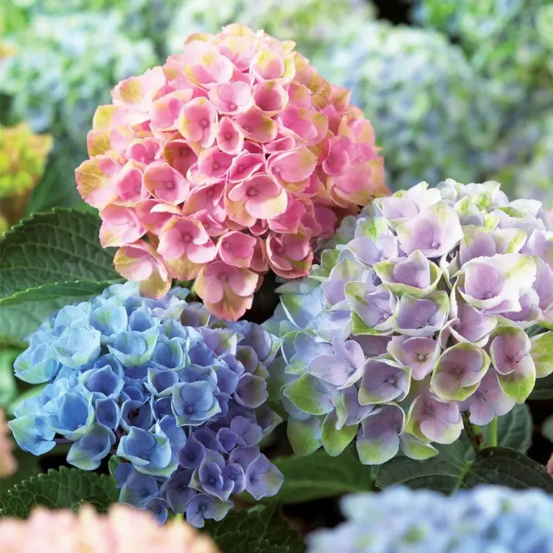 Hydrangeas