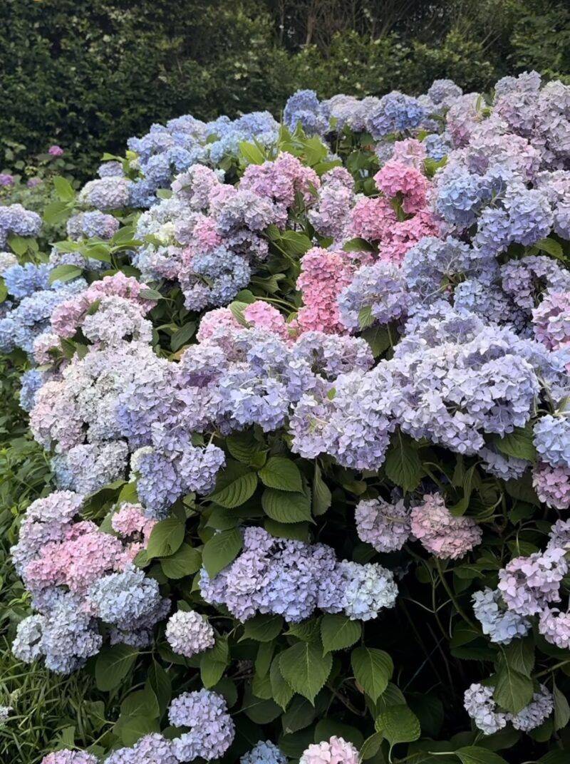 Hydrangeas