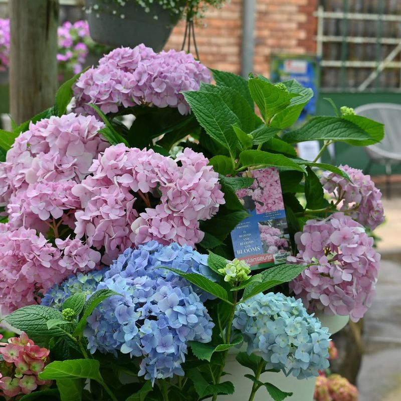 Hydrangeas