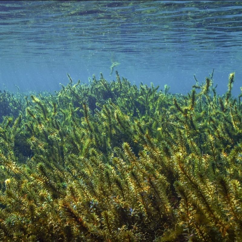 Hydrilla