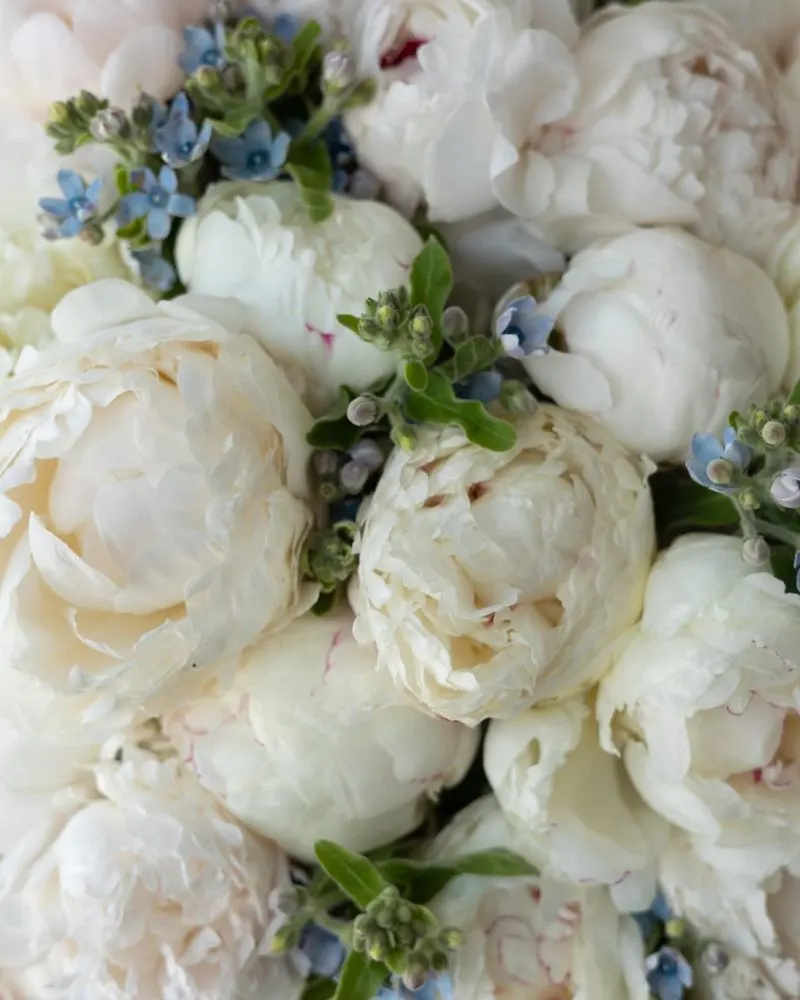 Icy White Peony