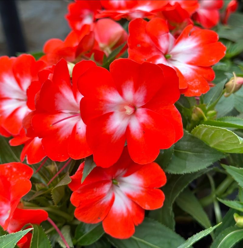 Impatiens