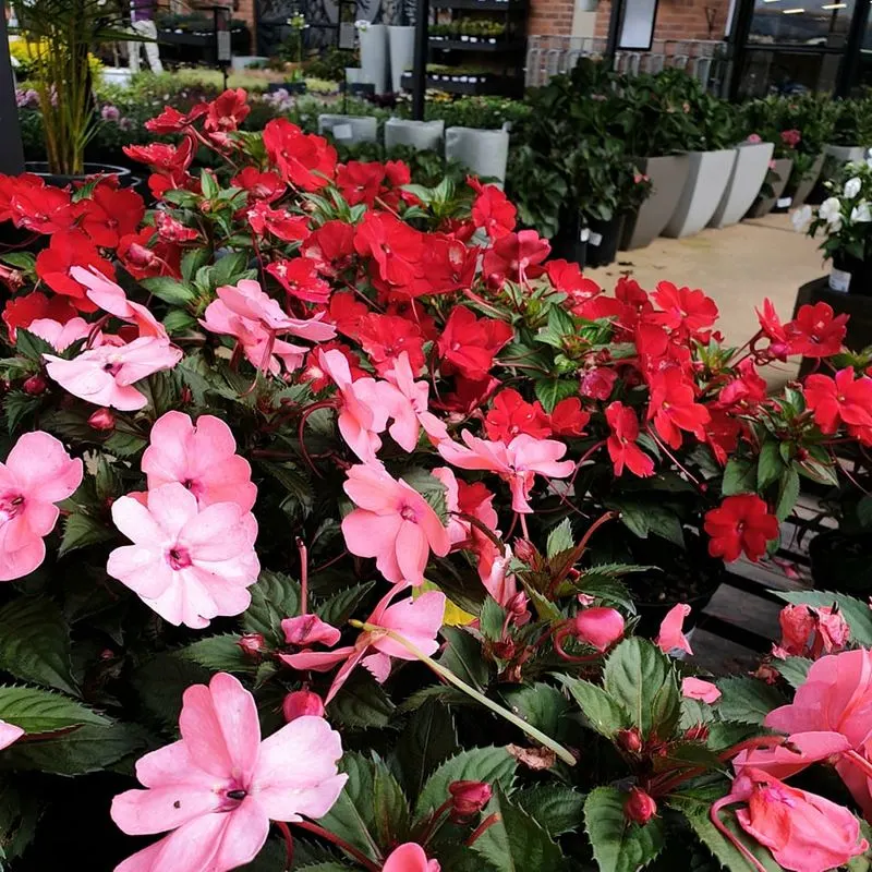 Impatiens