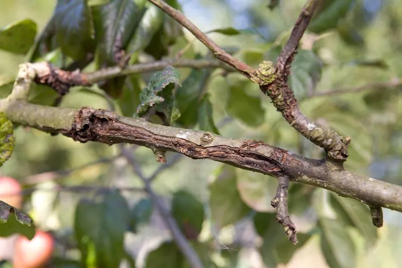 Improper Pruning Techniques