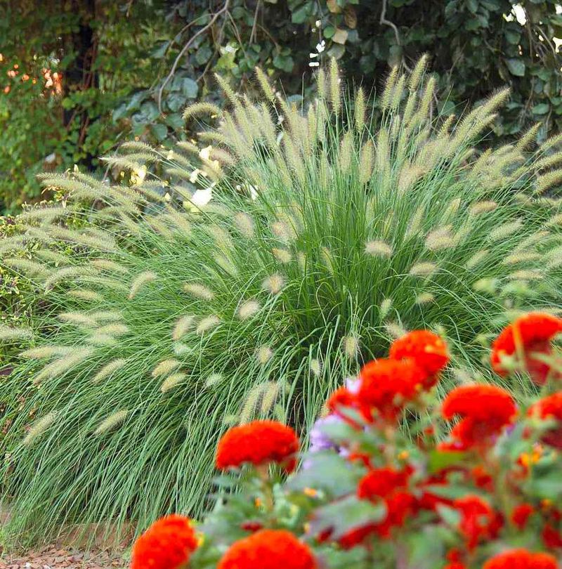 Incorporate Ornamental Grasses