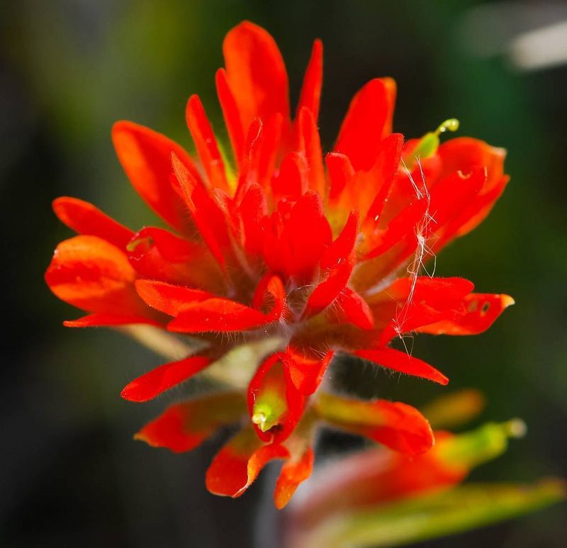 Indian Paintbrush