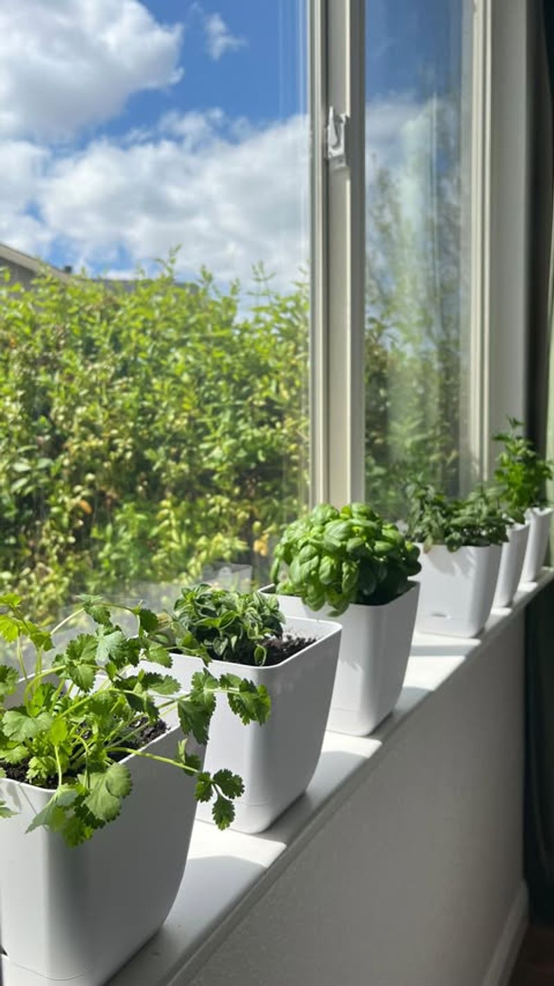 Indoor Herb Garden