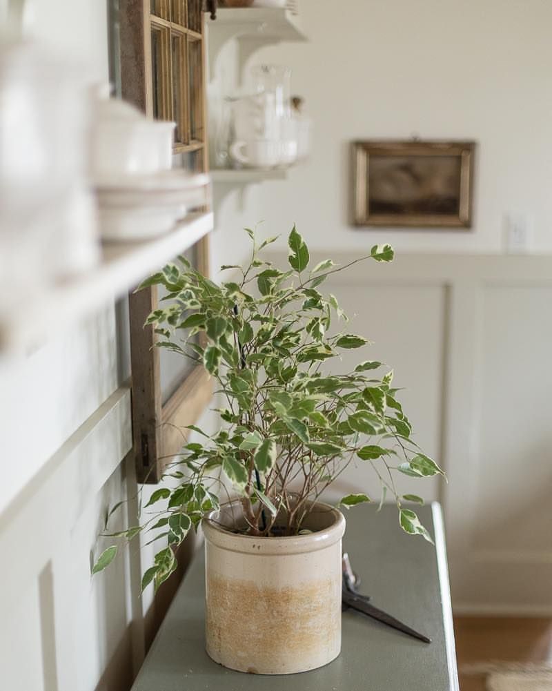 Indoor Plants