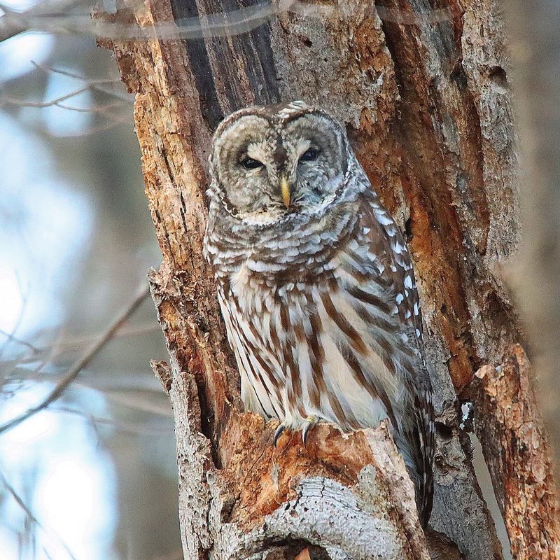 Intricate Camouflage