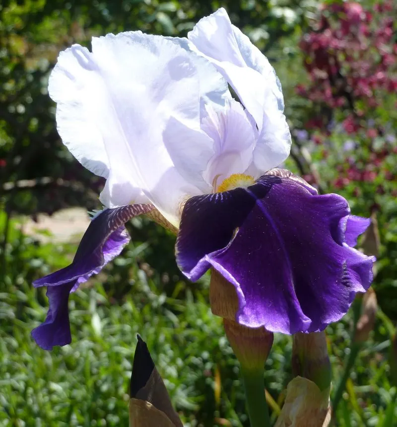 Iris