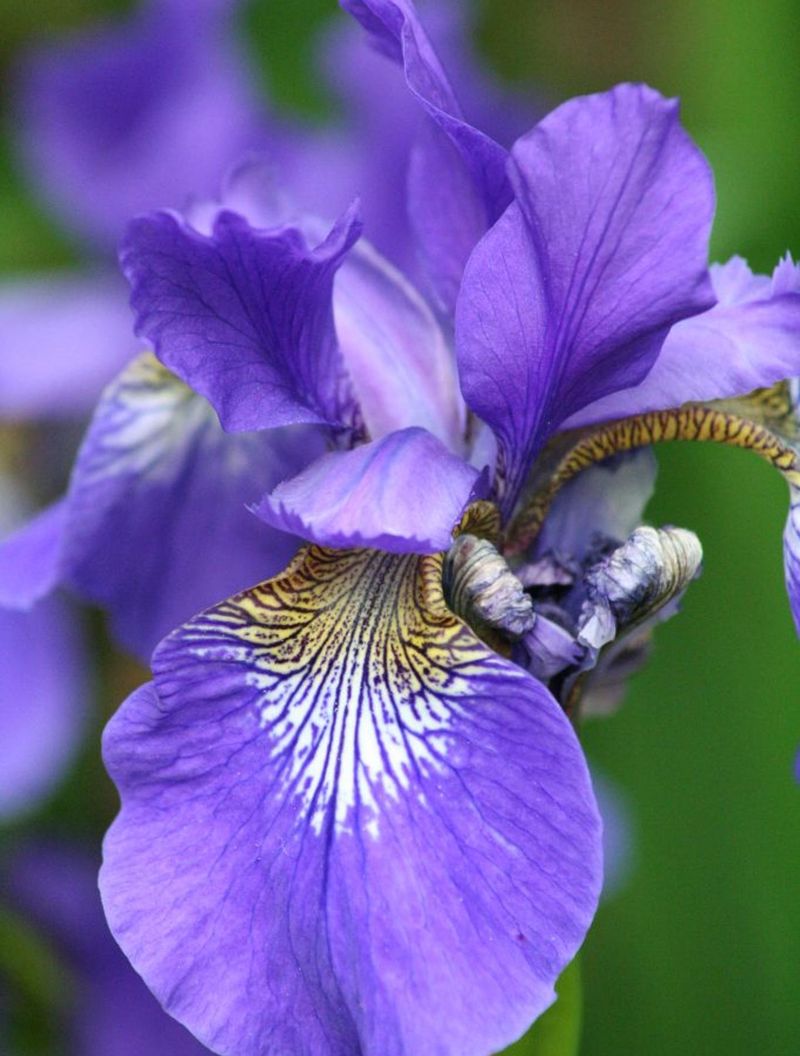 Iris