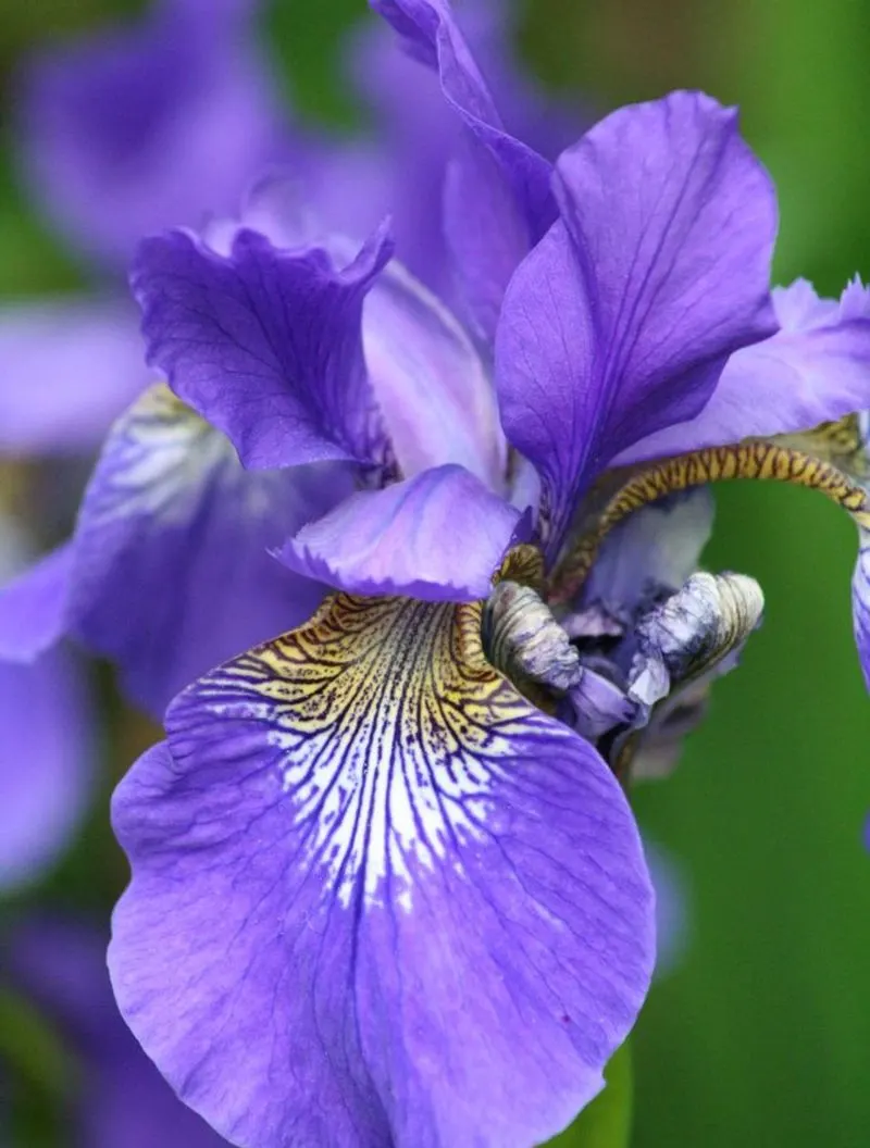 Iris