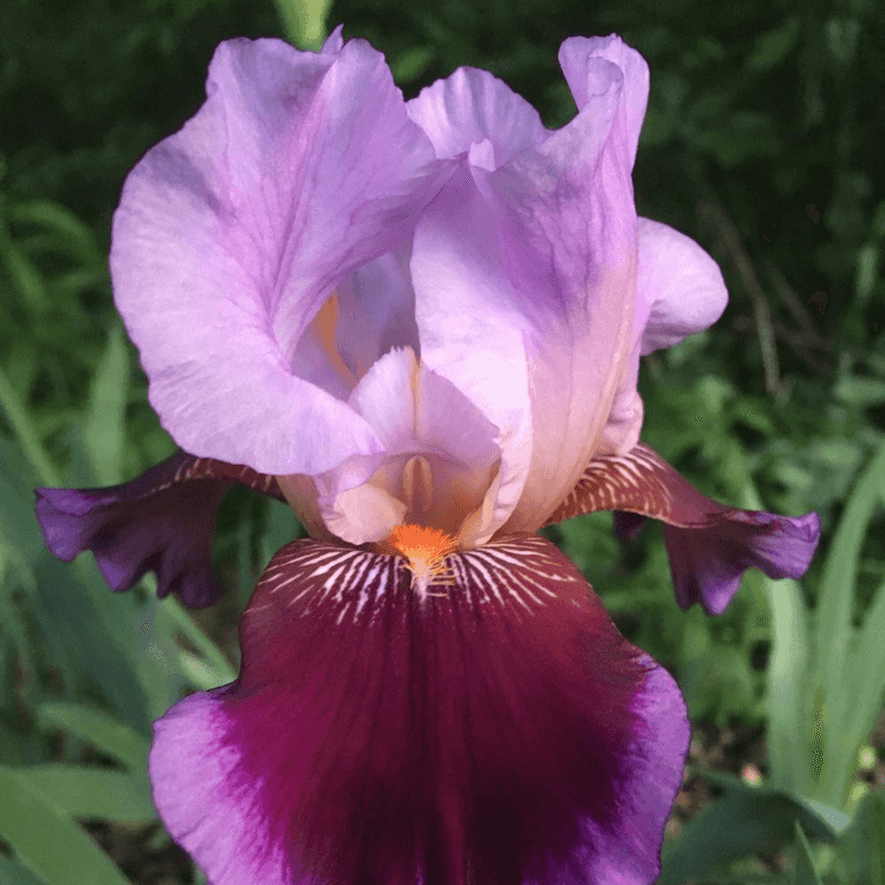 Iris