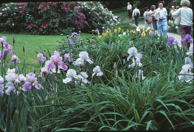 Irises