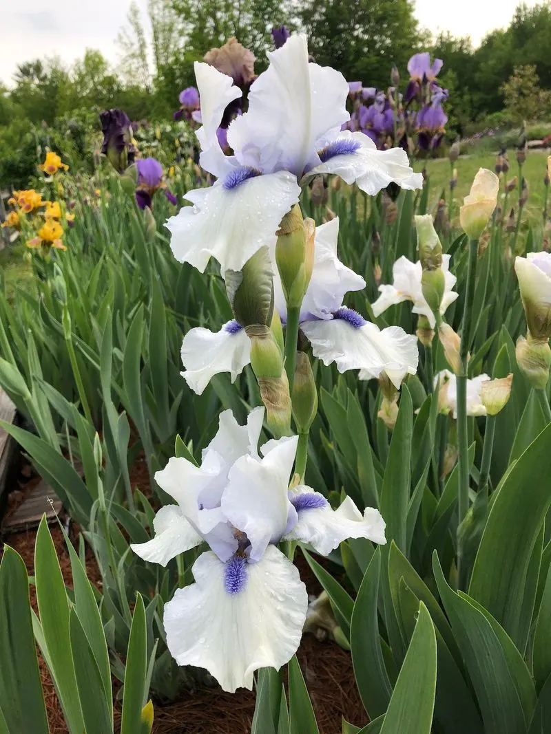 Irises