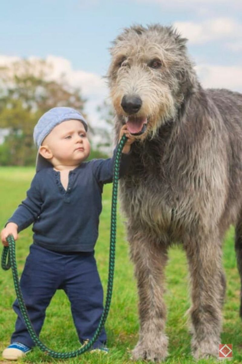 Irish Wolfhound