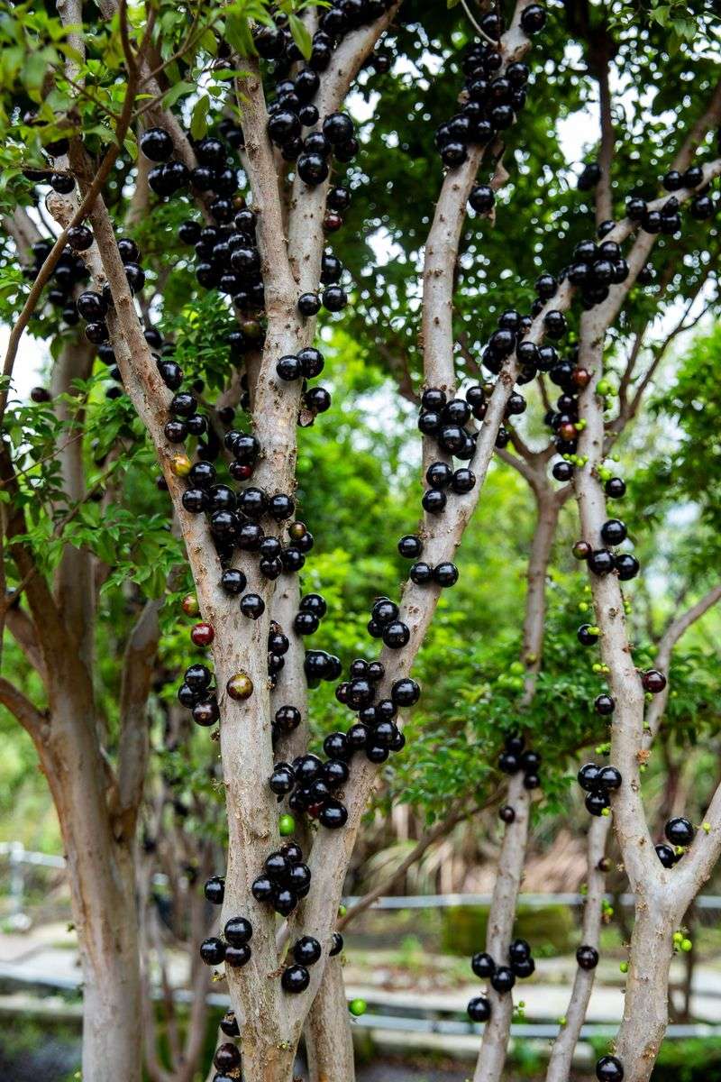 Jabuticaba