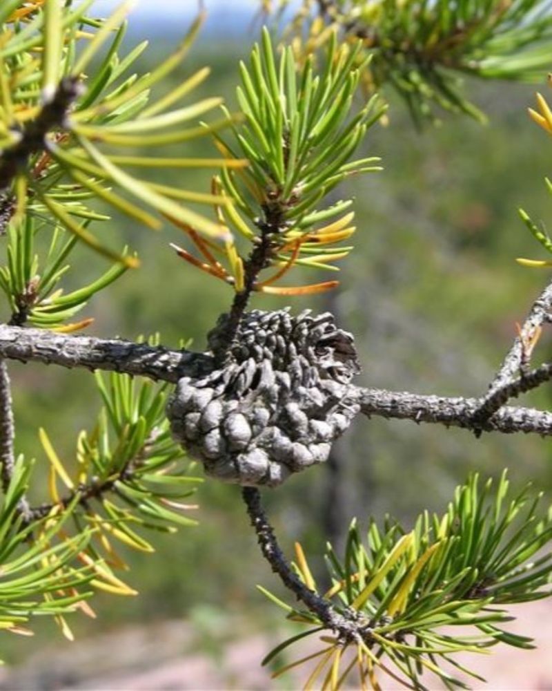 Jack Pine