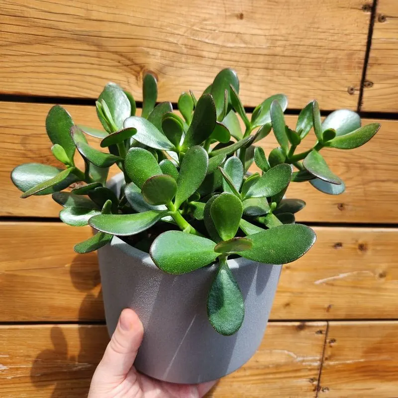 Jade Plant